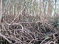 25 - Mangrove 076